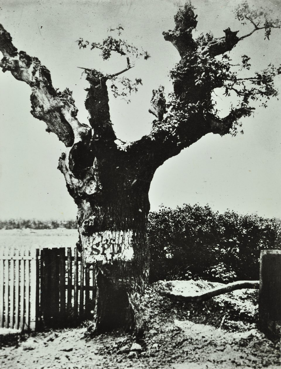 Brockley Lane: Old Oak, London, 1890 av English Photographer