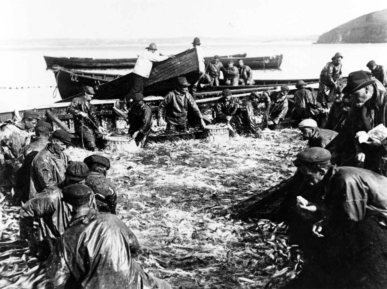 Sillfångst, c.1890 av English Photographer