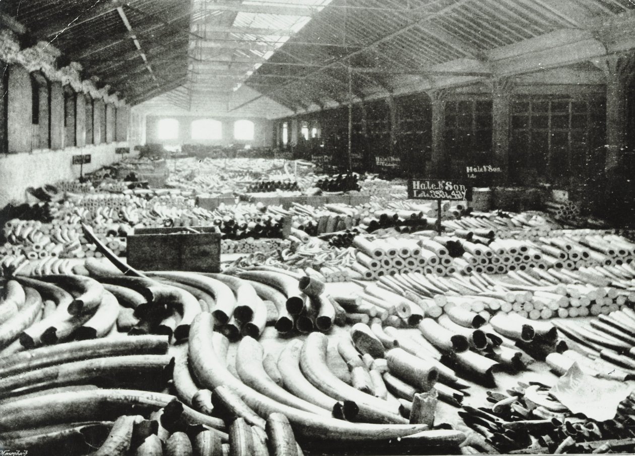 London Docks: elfenbenslager, 1895 av English Photographer