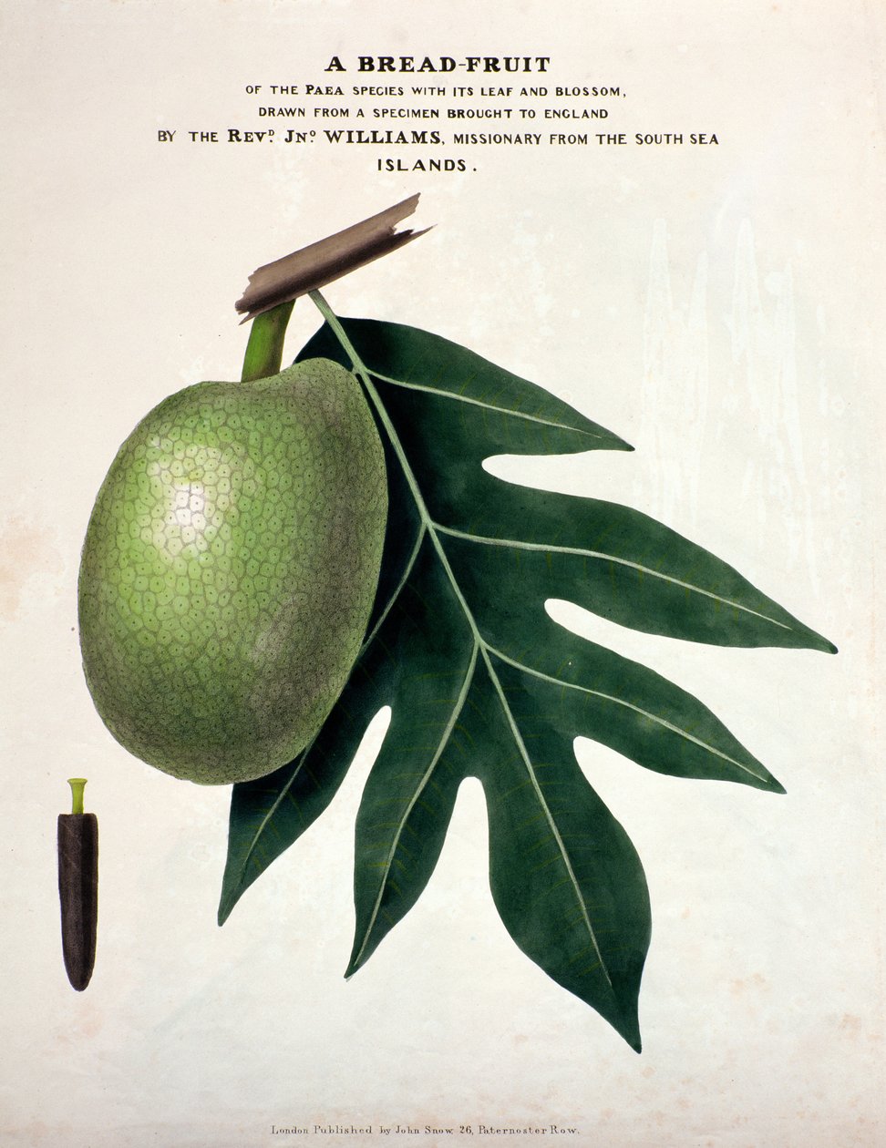 A Bread-Fruit, c.1825 (handfärgad litho) av English School