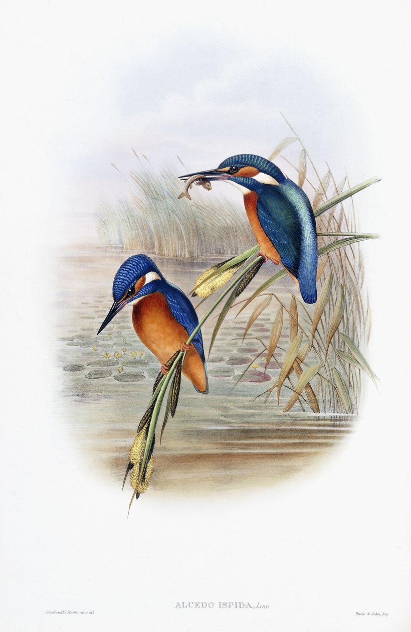 Alcedo Ispida (vanlig kungsfiskare) av English School