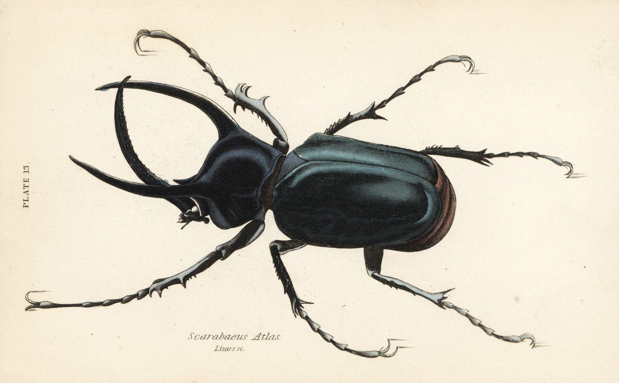 Atlasbagge, Chalcosoma atlas (Scarabaeus atlas) av English School