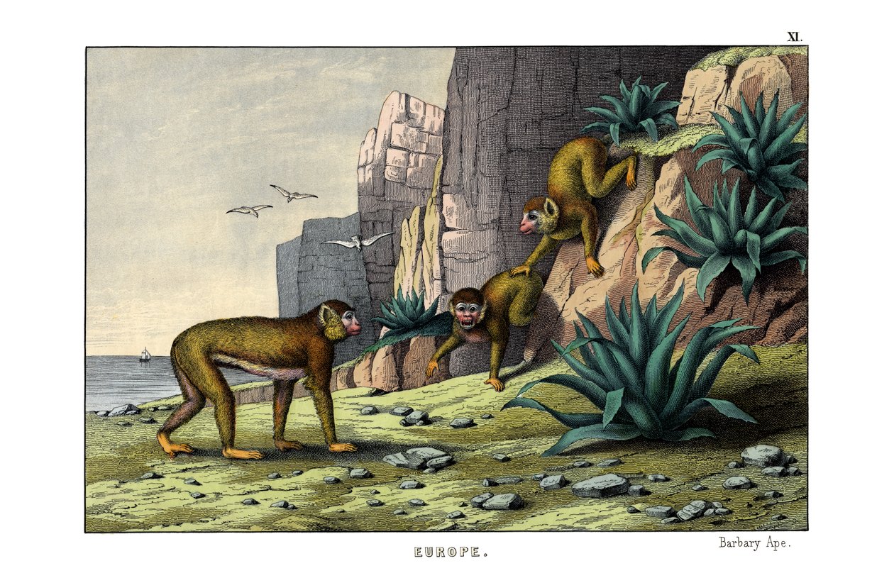 Barbary Ape av English School