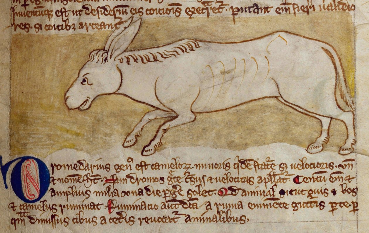 CCA-LitMs/D/10 fol. 10r Donkey, från Bestiary av English School