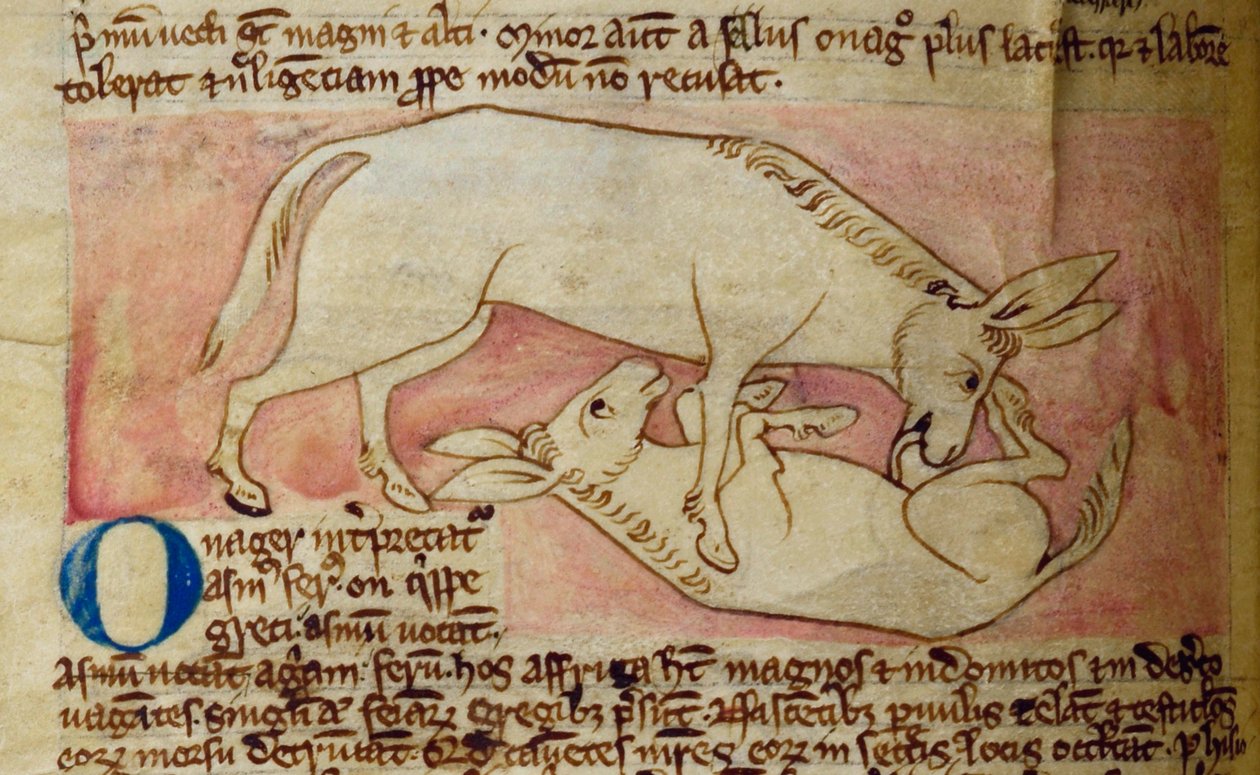 CCA-LitMs/D/10 fol. 10r Wild ass, från Bestiary av English School