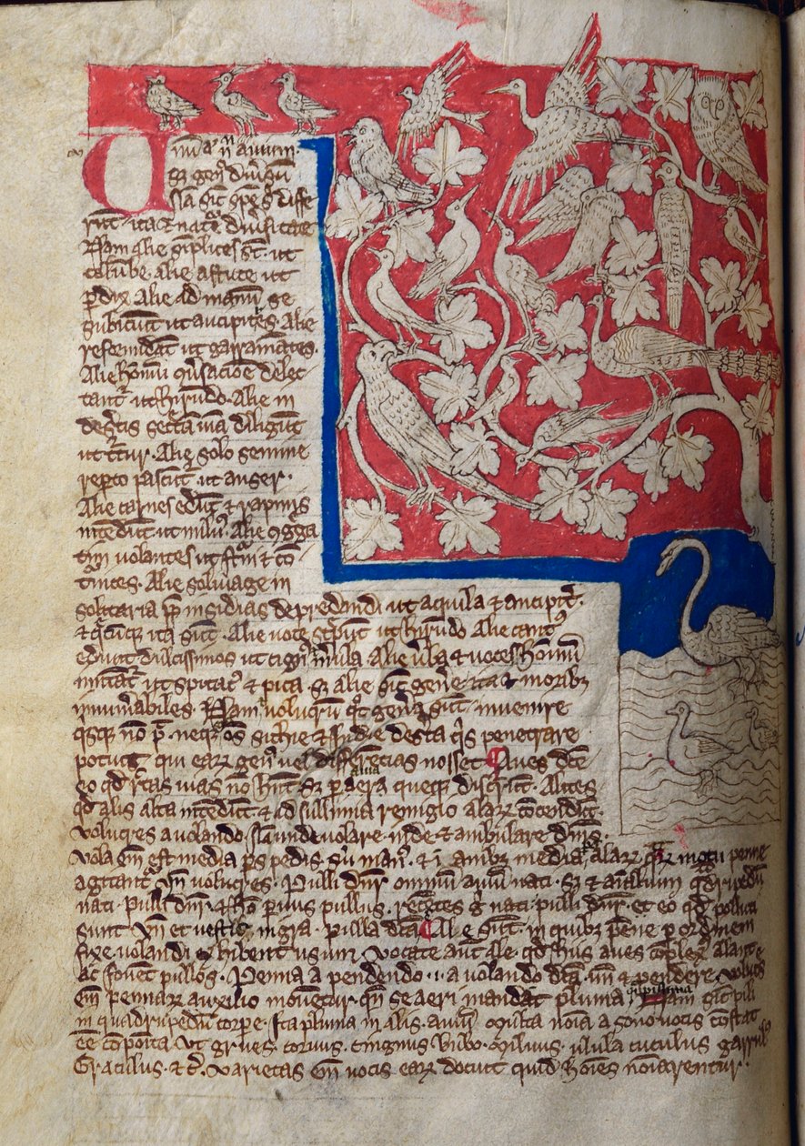 CCA-LitMs/D/10 fol. 12v Birds, från Bestiary av English School
