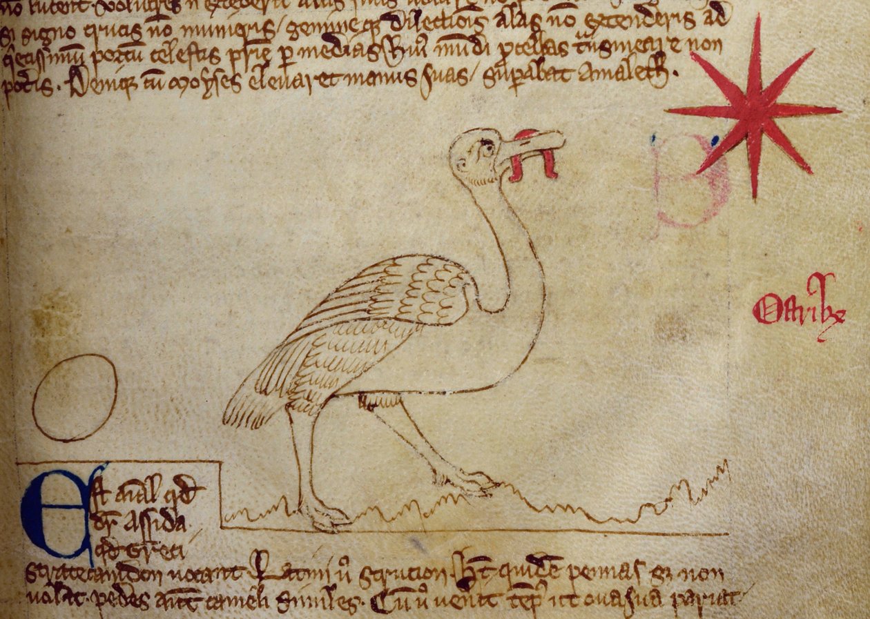 CCA-LitMs/D/10 fol. 16r struts, från Bestiary av English School