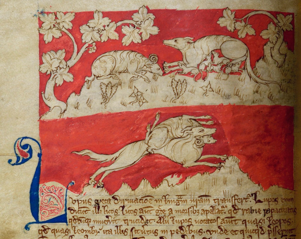 CCA-LitMs/D/10 fol. 4v Wolf, från Bestiary av English School