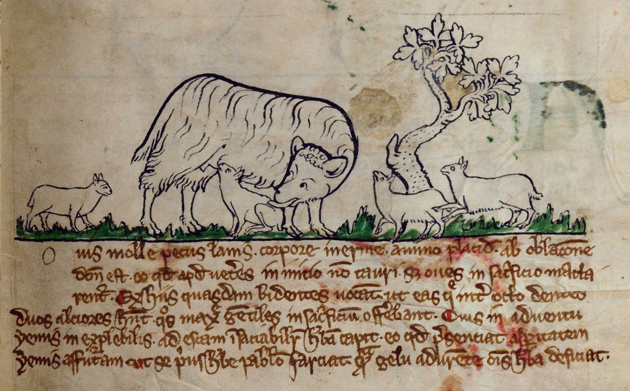 CCA-LitMs/D/10 fol. 8r Får, från Bestiary av English School