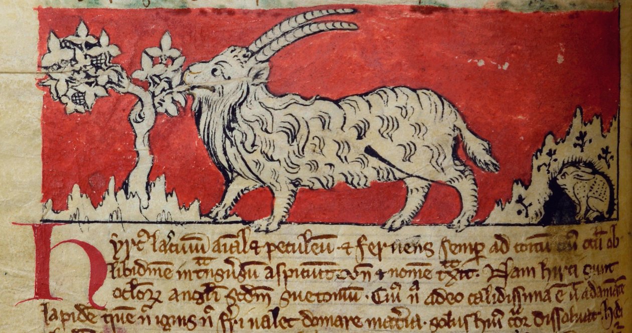 CCA-LitMs/D/10 fol. 8v Goat, från Bestiary av English School