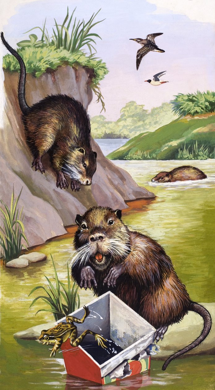 Coypu av English School