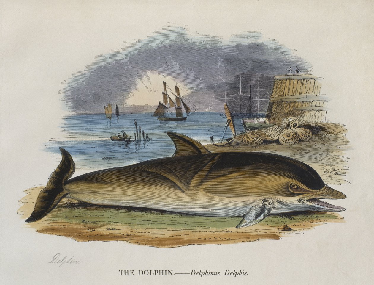 Delfin på stranden, 1823 (färggravyr) av English School