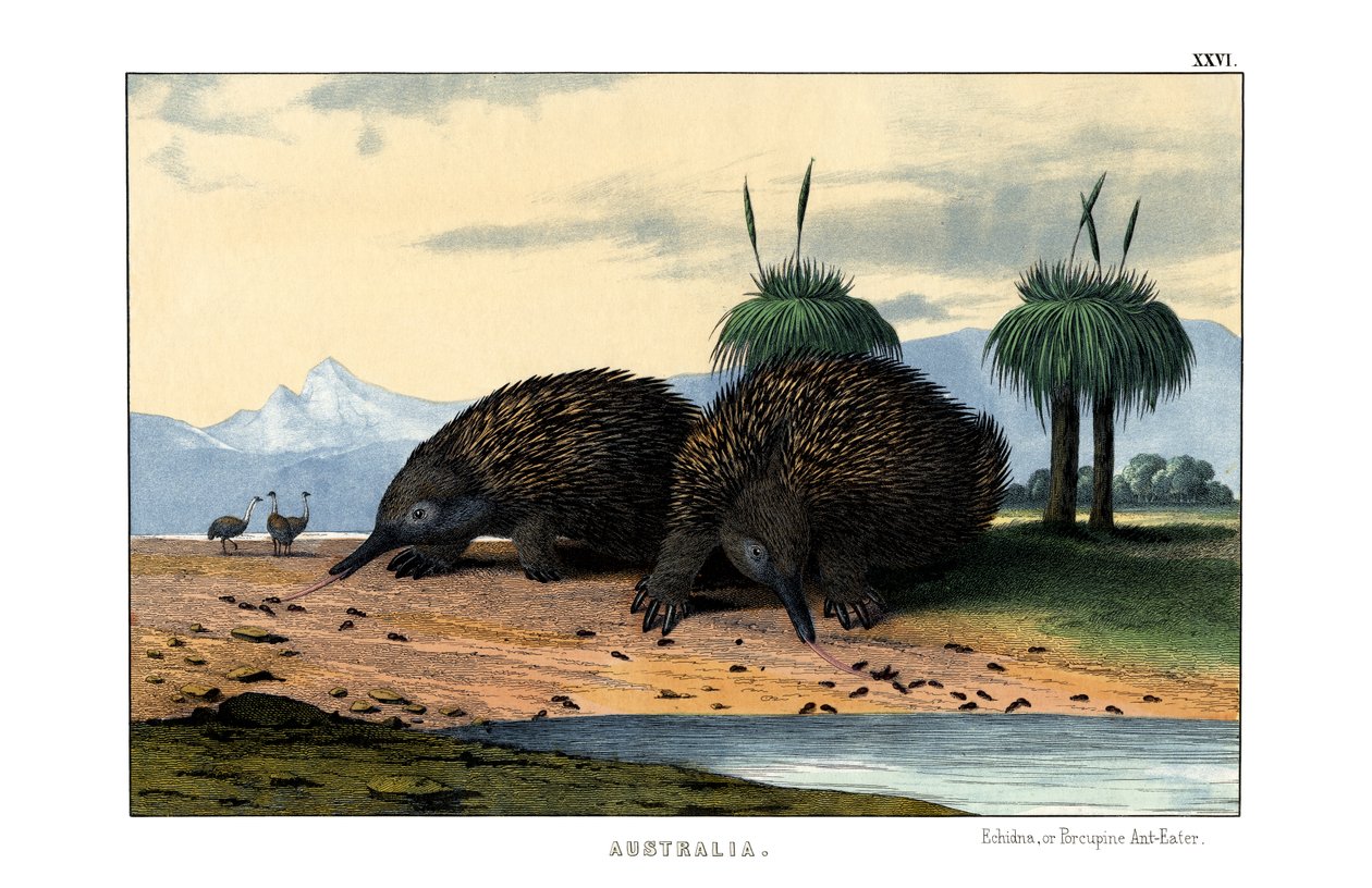 echidna av English School