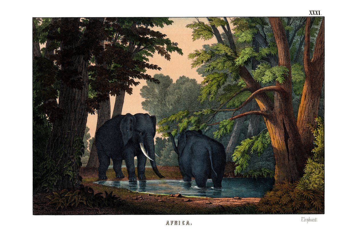 Elefant av English School