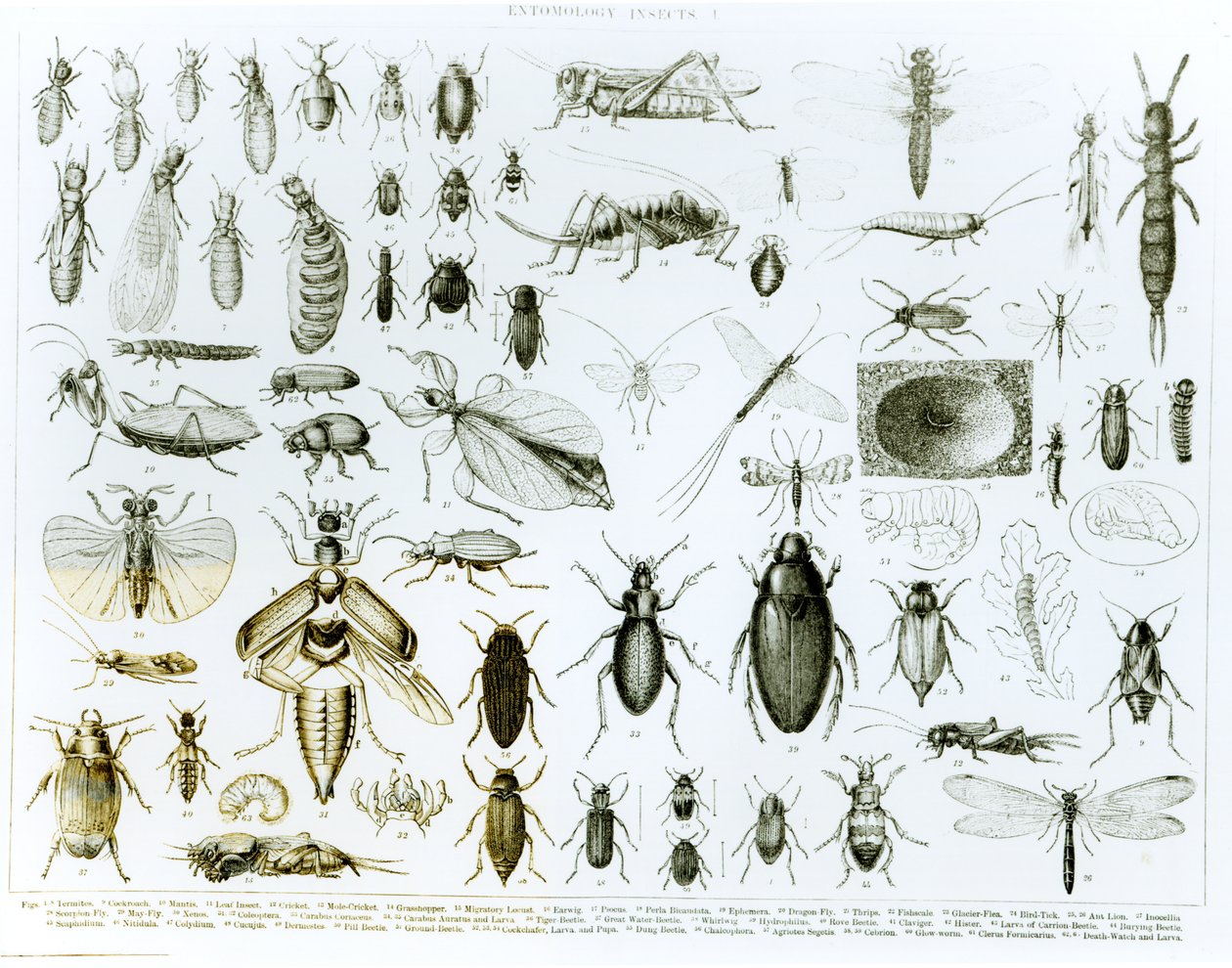 Entomologi Insekter (litho) (bw foto) av English School