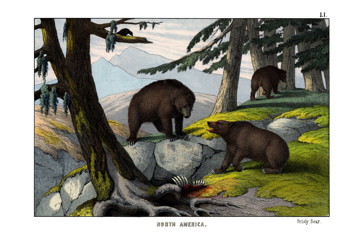 Grizzly björn av English School