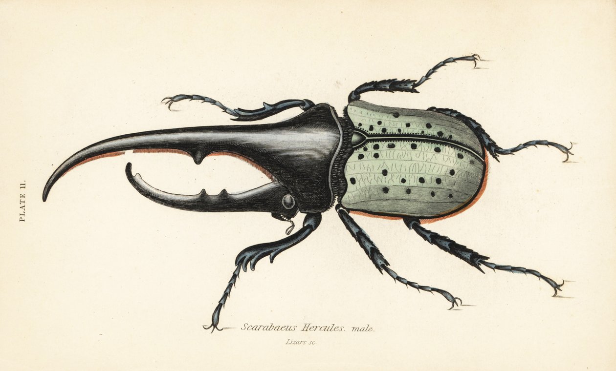 Hercules skalbagge, hane, Dynastes hercules, Scarabaeus hercules av English School