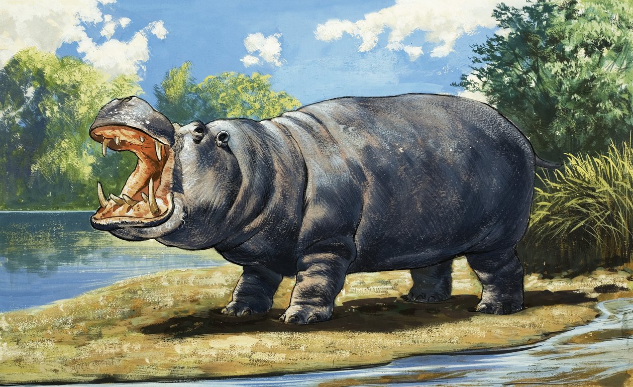 Hippopotamus av English School