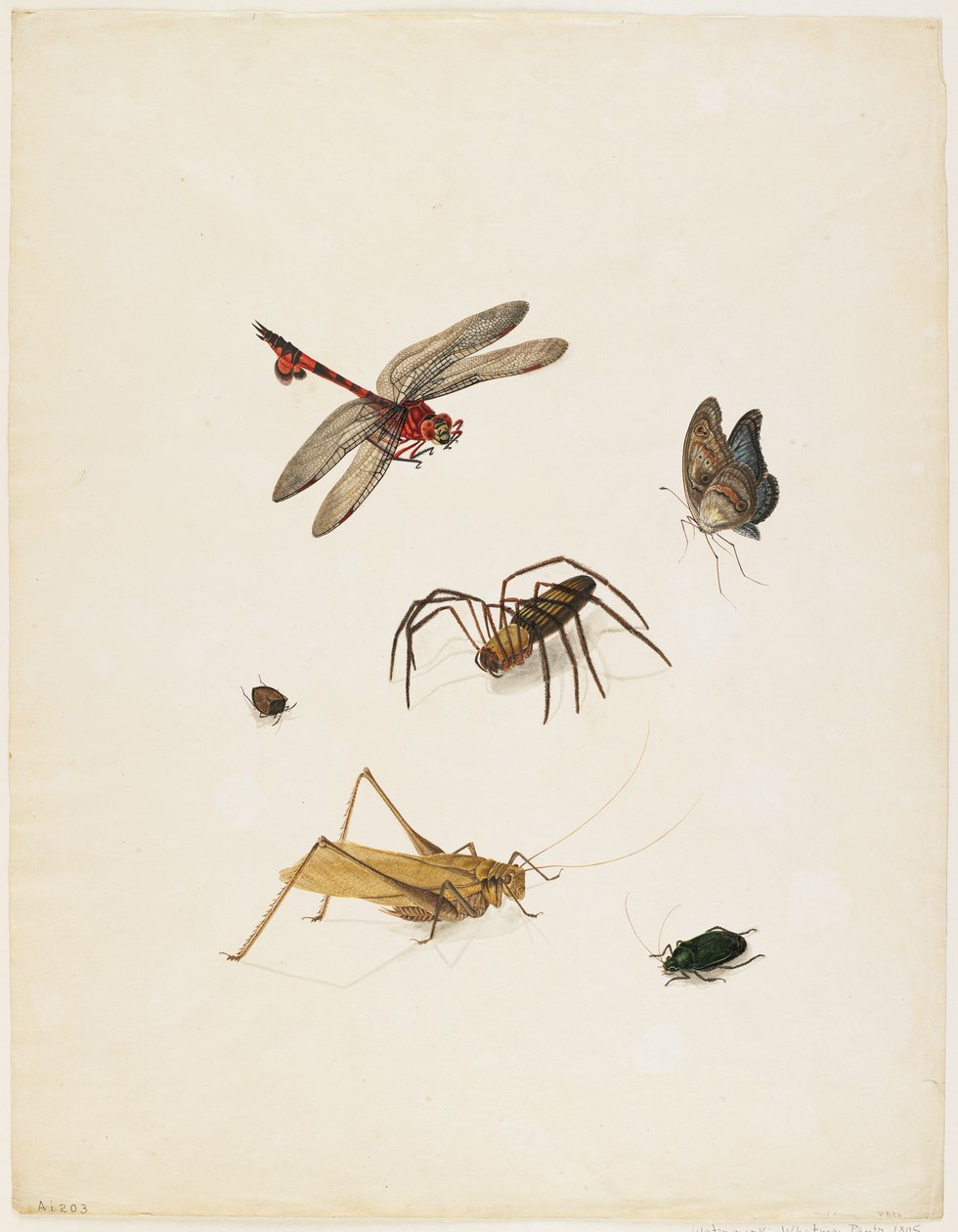 Insekter, ca 1805 (bläck, wc och grafit på papper) av English School