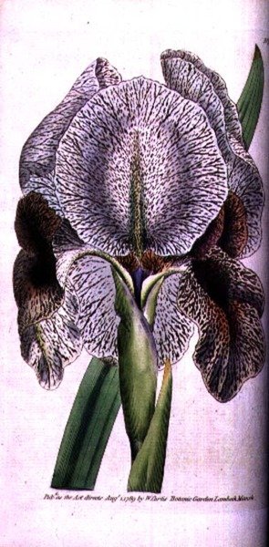 Iris susiana av English School