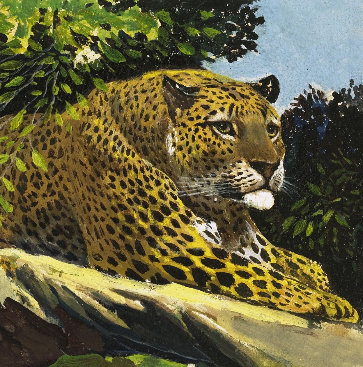 Leopard av English School