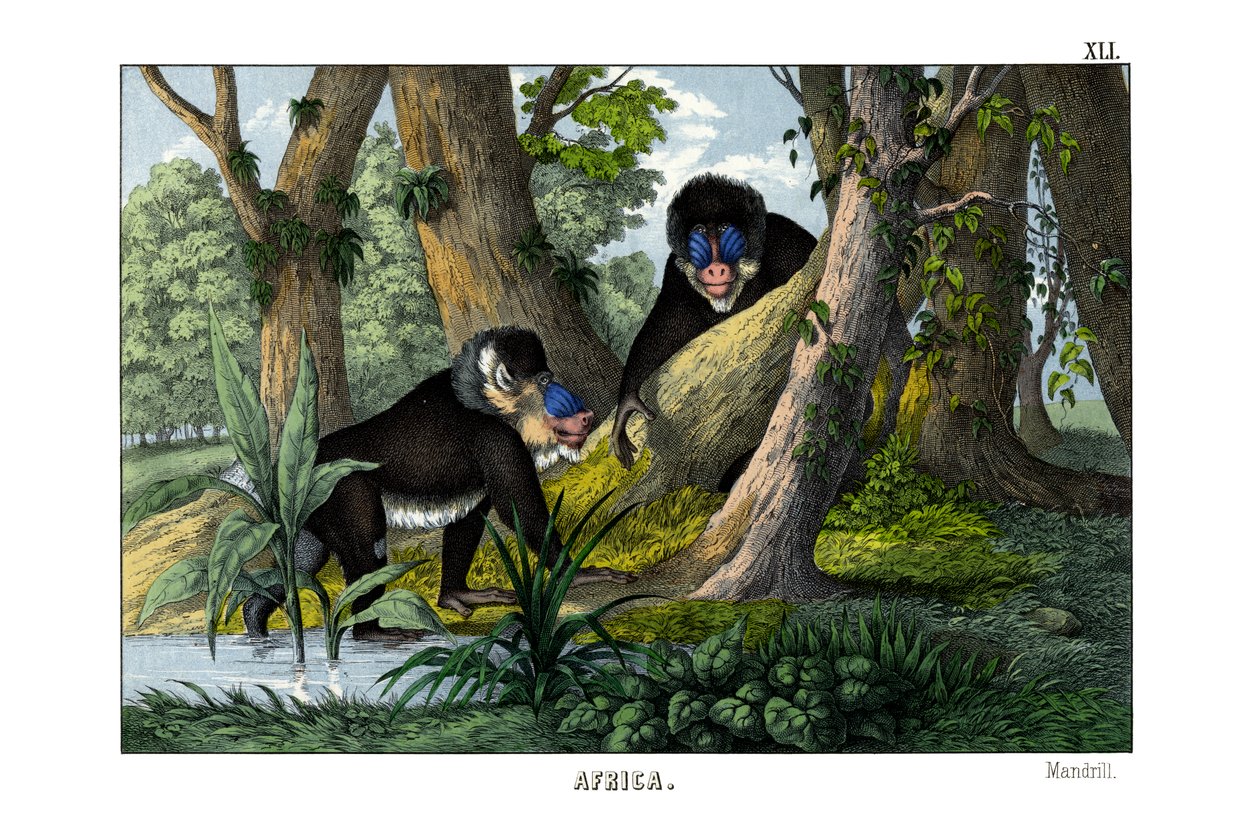 Mandrill av English School