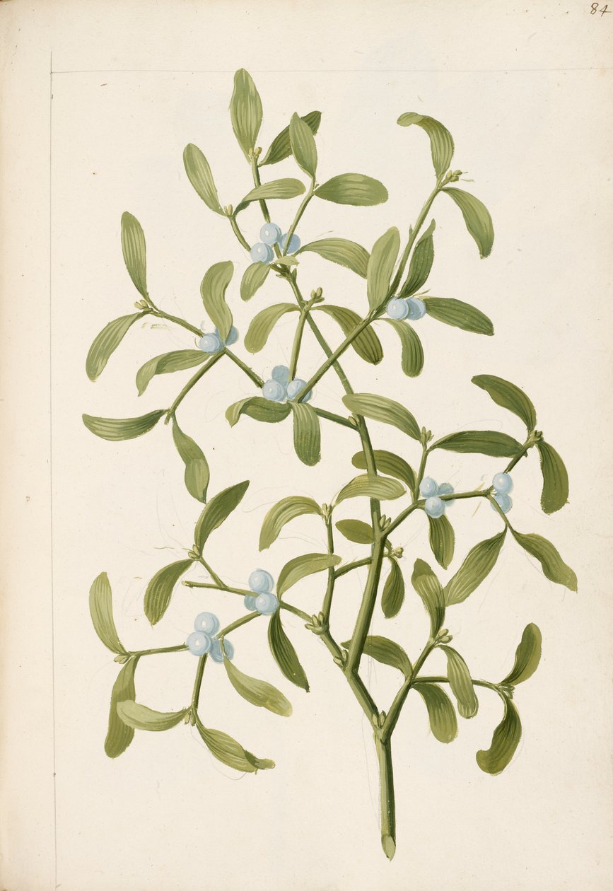 Mistel. En hemi-parasitisk växt, ca 1664 (litho) av English School