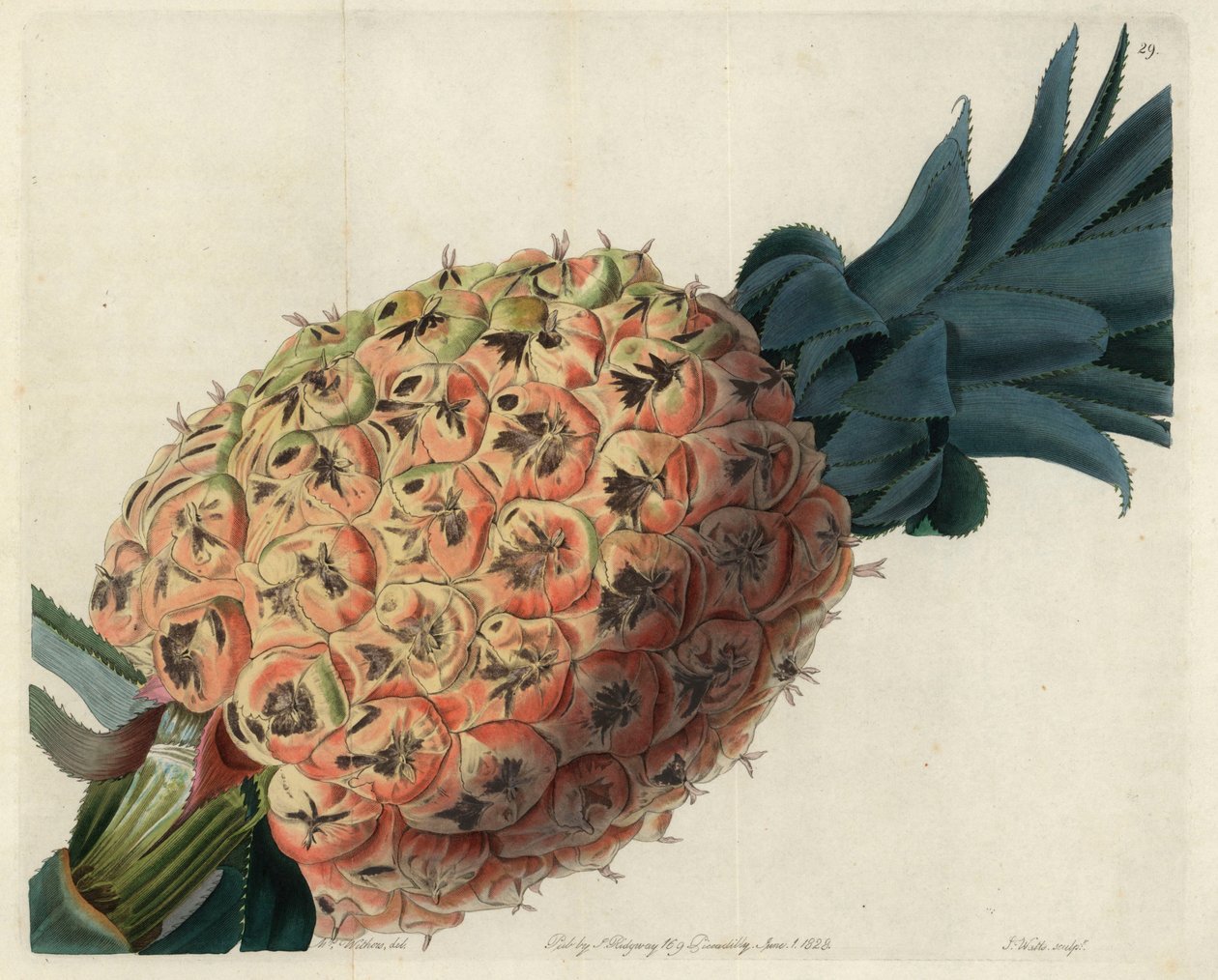 Otaheite ananas från John Lindleys "Pomological Magazine" av English School