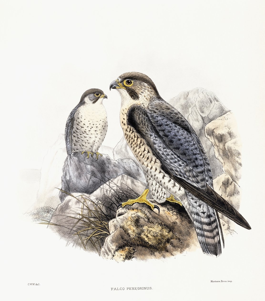 Pilgrimsfalk - Falco Peregrinus, 1894-1899 av English School