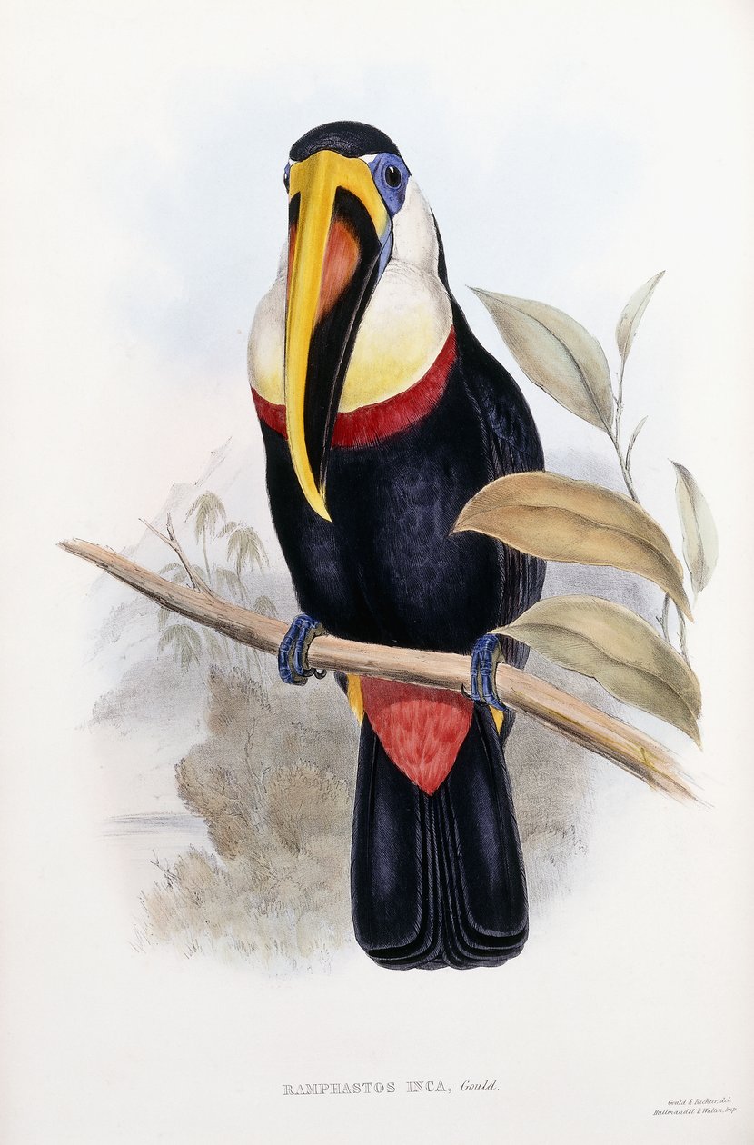 Ramphastos Inca av English School