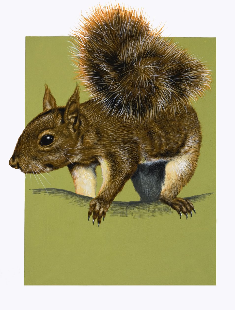 Red Squirrel (gouache på papper) av English School