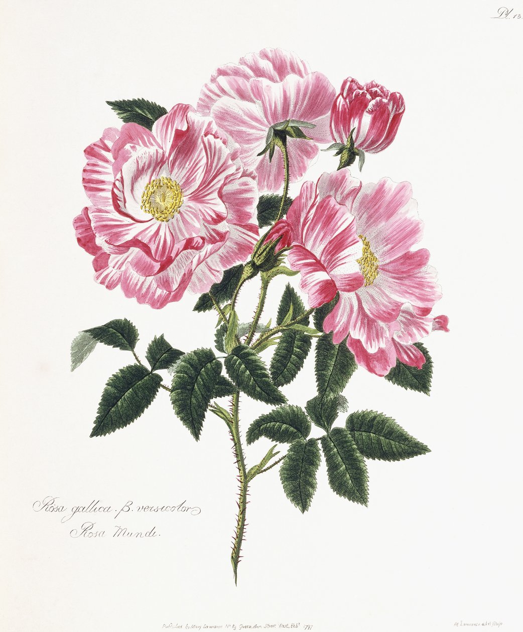 Gallisk ros, 1796-1799 av English School