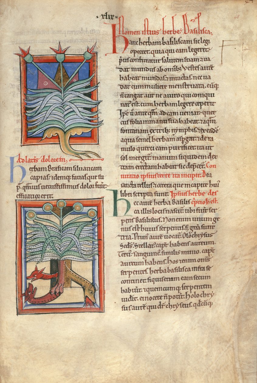 Sloane Ms 1975 fol.48 The Herb Basilica av English School