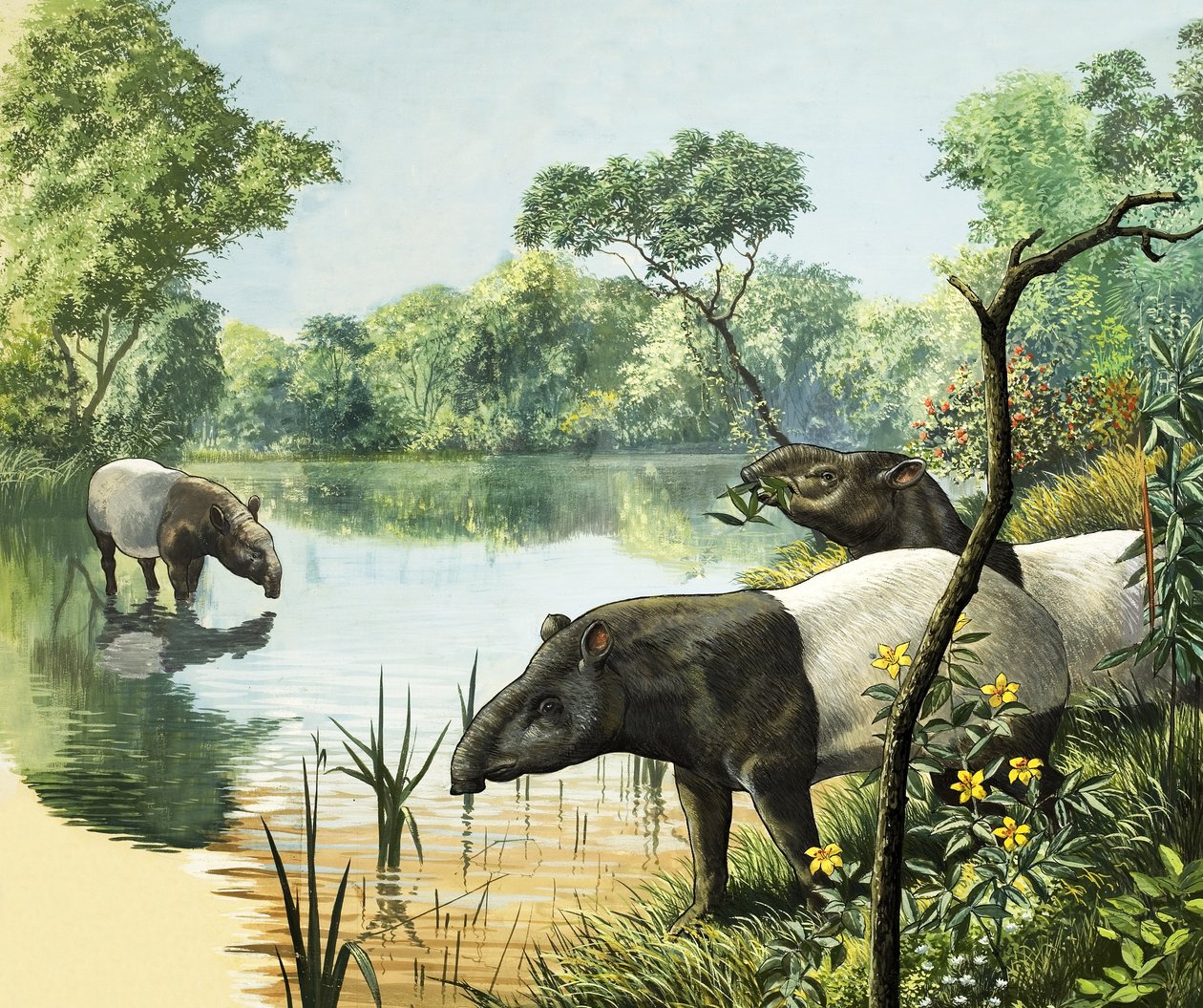Tapirer, illustration från Nature