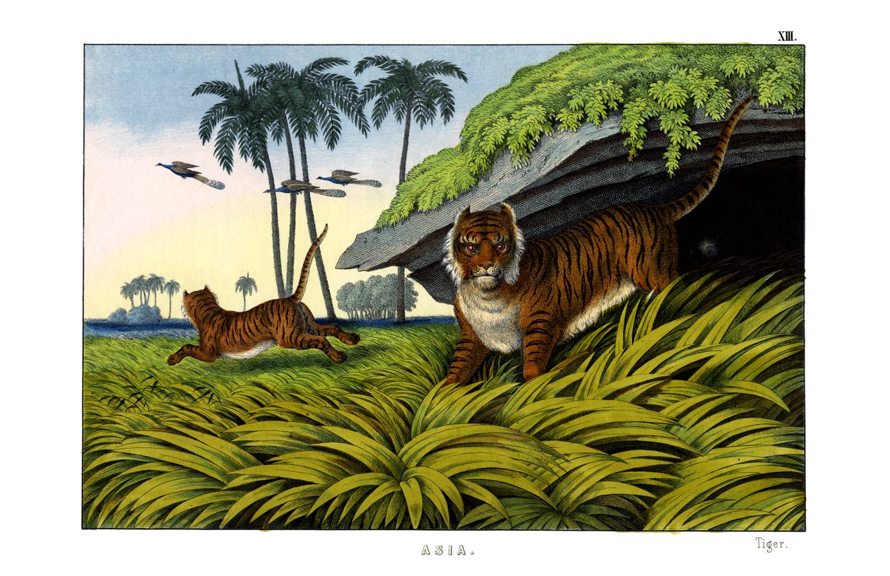 Tiger av English School