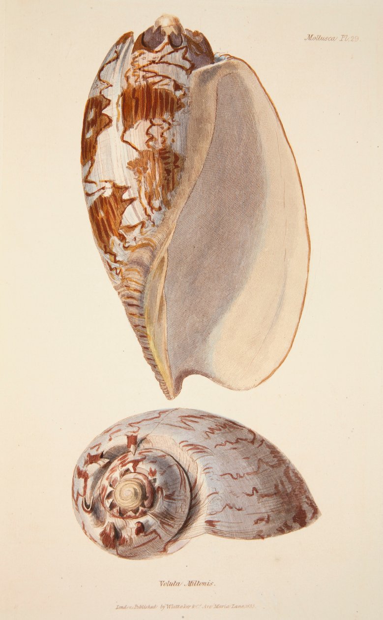 Voluta Miltonis, pub. 1833 handfärgad gravyr. av English School