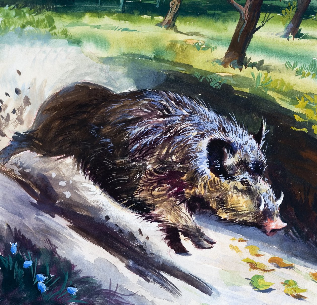 Vildsvin (gouache på papper) av English School