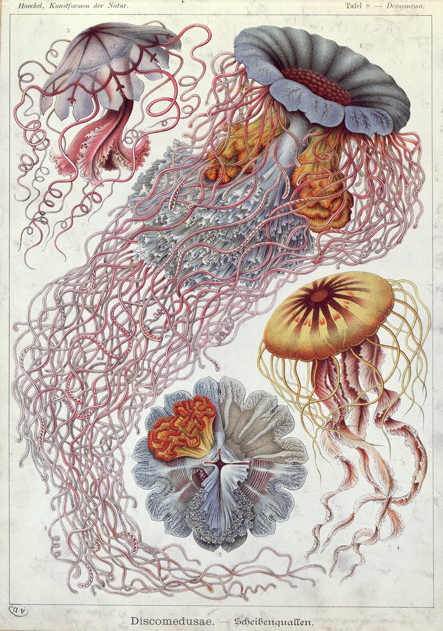 Maneter, från "Art Forms of Nature" av Ernst Haeckel