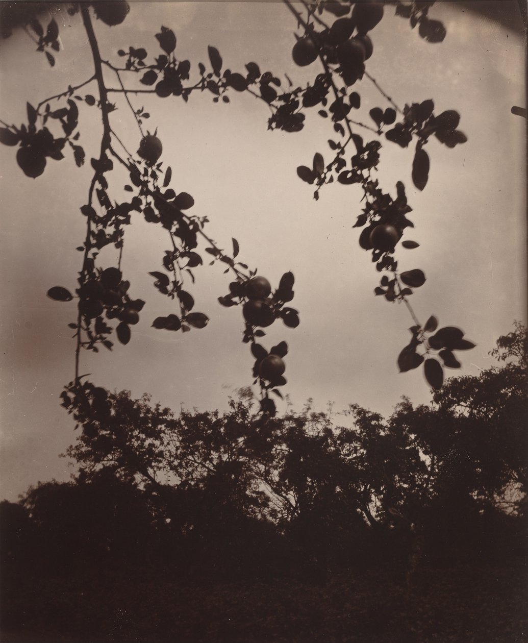 Äppelgren, 1922/1923 (foto) av Eugène Atget