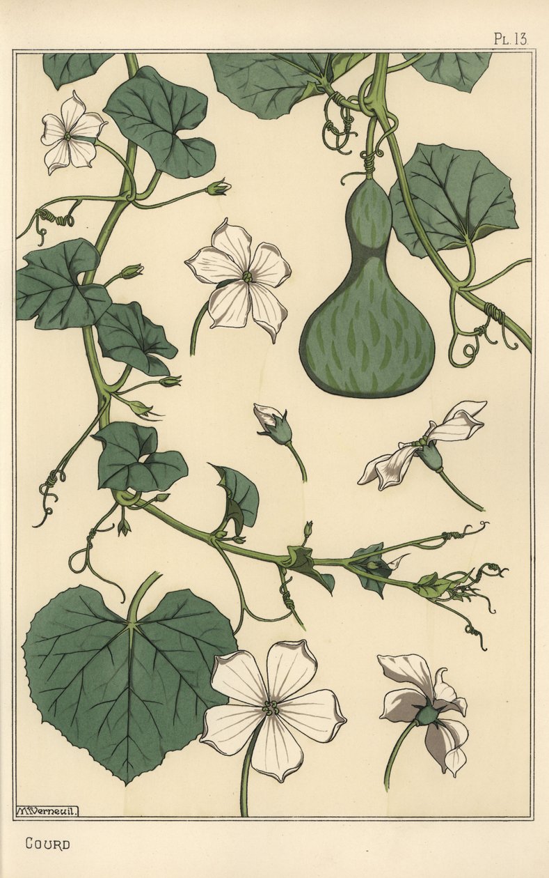 Botanisk illustration av kalebassen av Eugene Grasset
