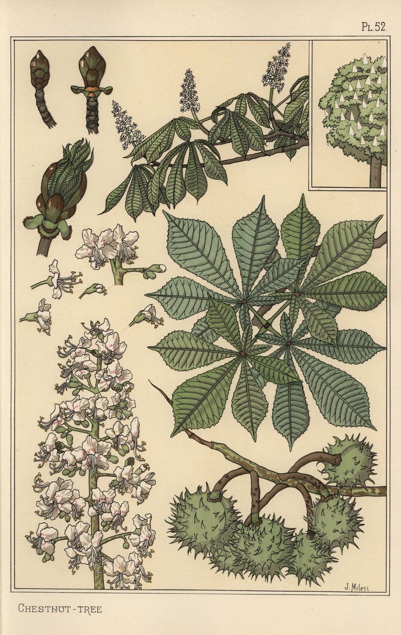 Botanisk studie av kastanjeträd av Eugene Grasset
