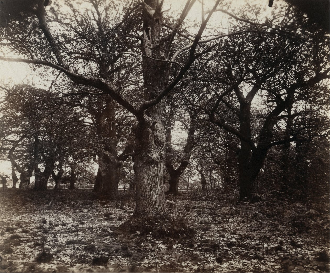 Kastanjeträd av Eugène Atget