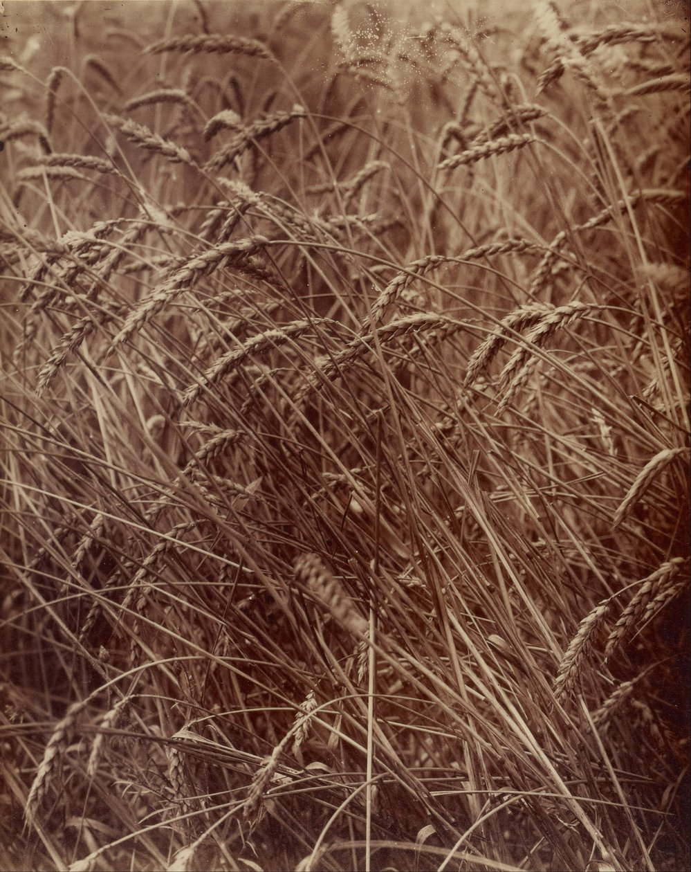 Vete av Eugène Atget
