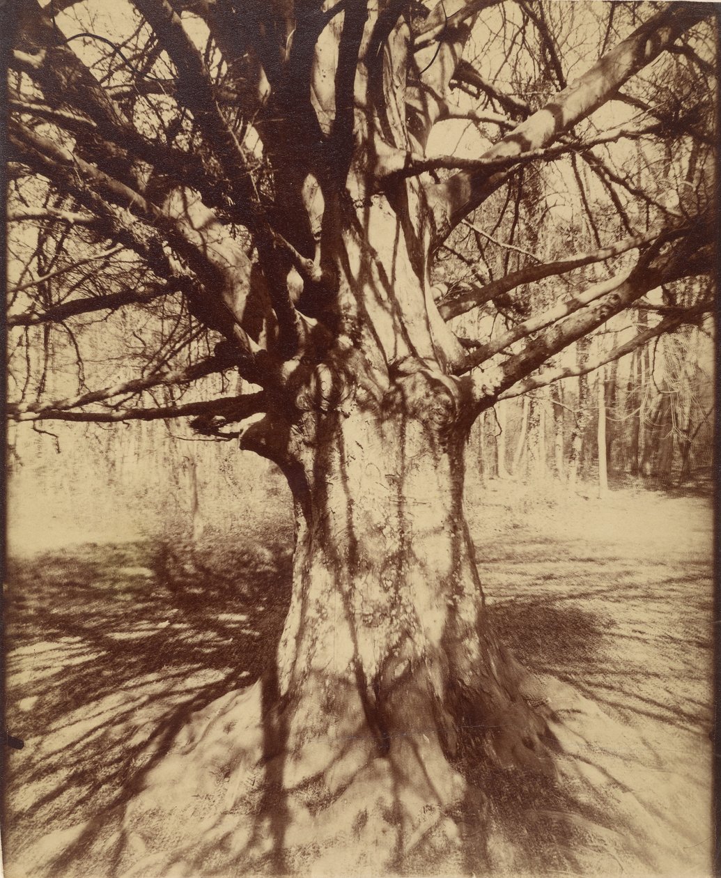 Träd (Garche) Bok av Eugène Atget