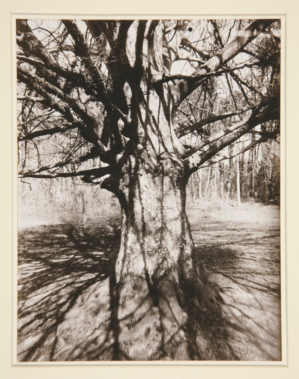 Strand trä av Eugène Atget