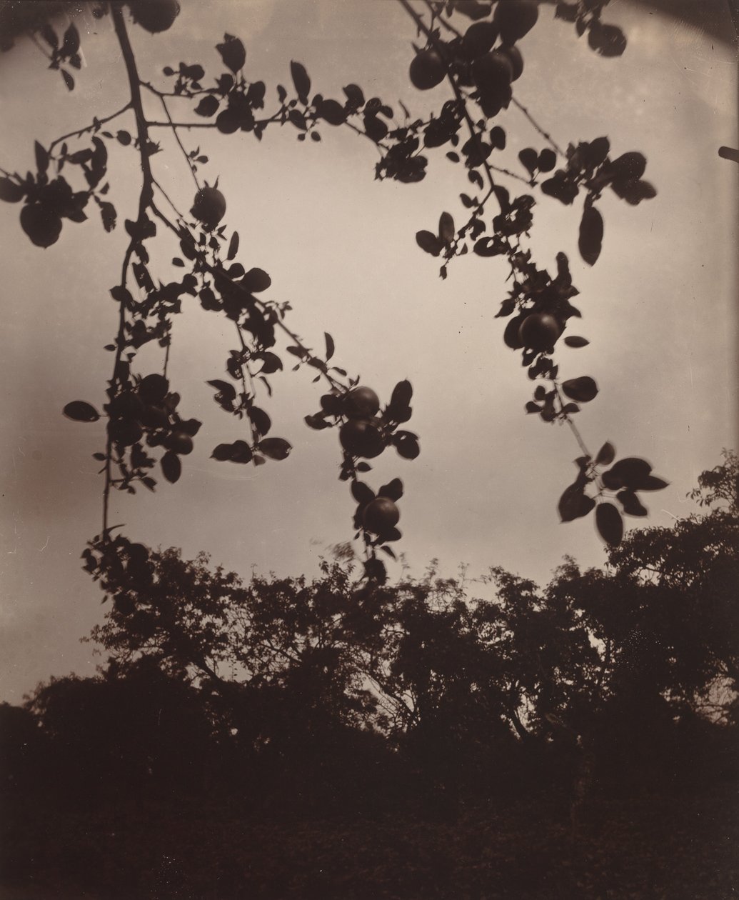 Äppelgren av Eugène Atget