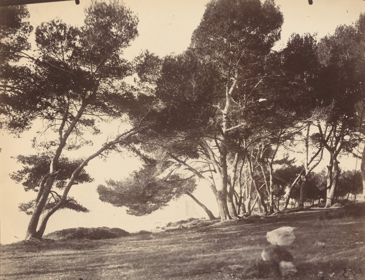 Cannes, Saint Honorat Island av Eugène Atget
