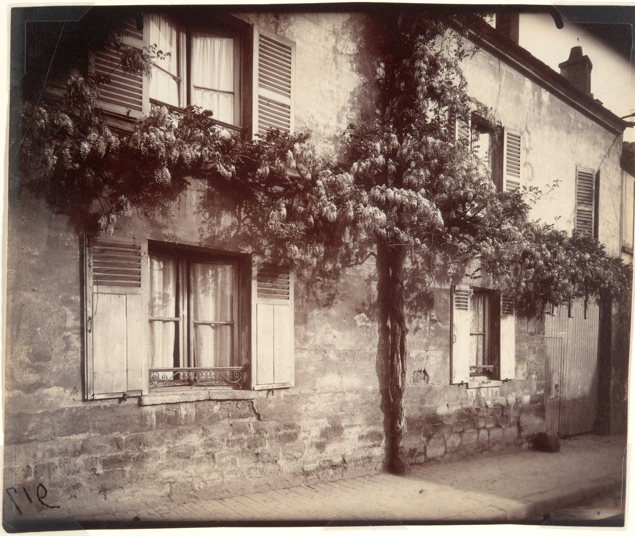 Glycin (Wisteria), Ch?tillon av Eugène Atget
