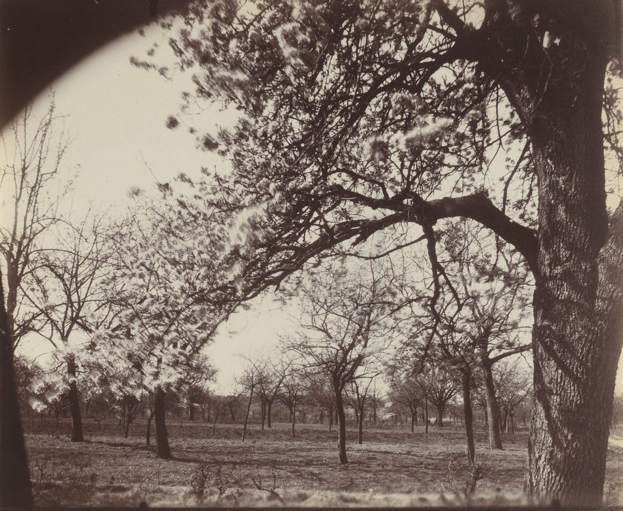 Poirier av Eugène Atget