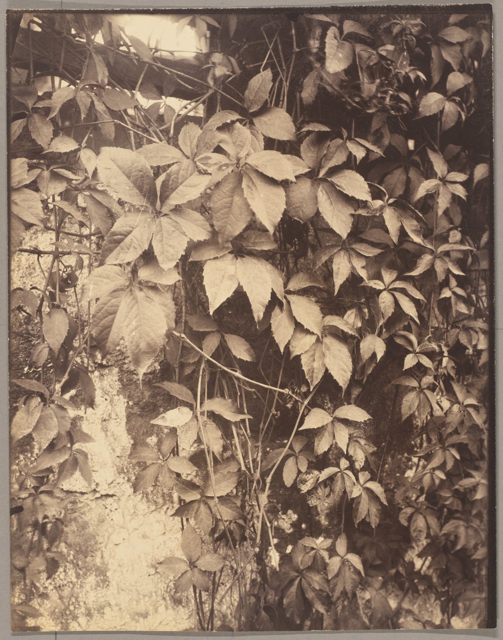 Vigne Vierge av Eugène Atget